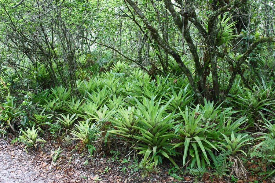 Superagui - Parque Nacional